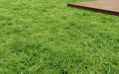 Best Lawn Mowers for Large Yards in 2026: Compared and Ranked