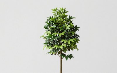 Plants for a Small Front Garden: 15 Compact Picks That Stay Neat